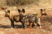 African Wild Dog Puppies