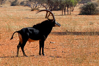 Tswalu Antelope