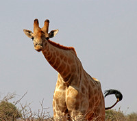Tswalu Giraffes