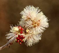 Black Thorn Acacia Flower