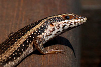 Spotted Sand Lizard