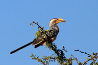 Yellow-billed Hornbill