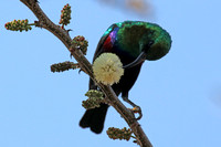 Marico Sunbird Male, Feeding from Black Thorn Acacia Flowers