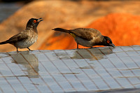 Red-eyed African Bulbul