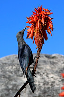 Redwinged Starling Femaie on Aloe Flower