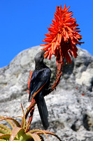 Redwinged Starling Female on Aloe Flower