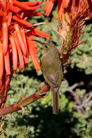 Orange-breasted Sunbird Female on Aloe Flower