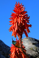 Orange-breasted Sunbird Male on Aloe Flower