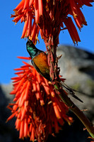 Orange-breasted Sunbird Male on Aloe Flower