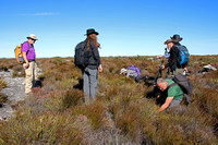 Carnivorous Plant Hunting on Table Mountain