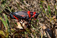 Red and Black Grasshopper