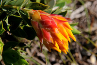 Flower, Fernkloof Nature Reserve