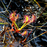 Drosera Capensis With Large Insect Ensnared