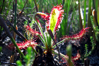 Drosera Ramentacea (Tentative Identification) With Trapped Fly