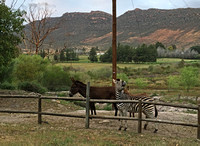 Zebra and Donkeys in Swemgat Farm Pasture