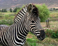 Zebra in Swemgat Farm Pasture