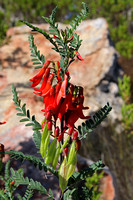 Flowers and Seed Pods in Cederberg Mountains