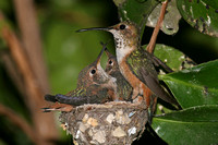 Hummingbird Nest at Eastons 2010