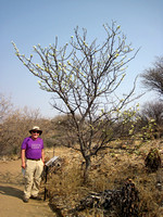 John Under a Black Thorn Acacia Tree