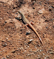 Desert Lizard