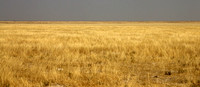 Grass Plain in Etosha, Early Morning