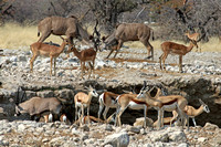 Kudu Sparring Behind Springbok, Impala and Oryx at Waterhole