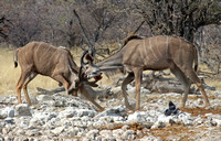 Kudu Bulls Sparring