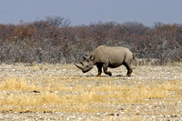 Black-lipped Rhinoceros