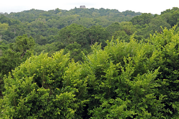 View of Forest from Yaxha Temple Summit