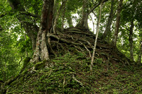 Forest Growth Covering a Yaxha Structure