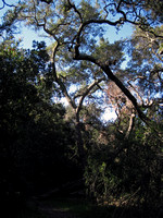 Segment 4 Woods View