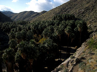 Palm Canyon Trailhead