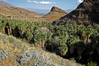 Palm Canyon, View to Trading Post and Palm Springs