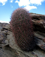 Cactus by West Fork North Trail