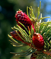 Young Pine Cones