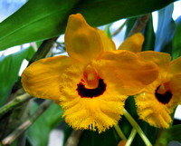 Orchid, Oxford Botanic Gardens