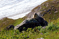 Marmot, Harding Icefield Trail, Kenai Fjords National Park