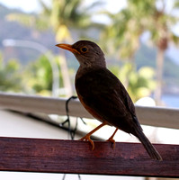 Christmas Island Thrush on Lodge Balcony