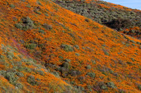 Some slopes feature a mass bloom of poppies!