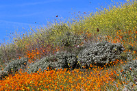 Butterflies were everywhere among the wildflowers!