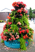 Milngavie Tuberous Begonia Display