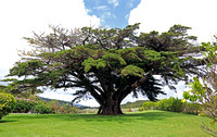 Waipoua Lodge Tree