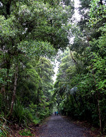 Access Path to Kauri Forest Trees