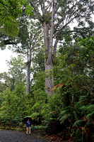 John Beneath a "Small" Kauri Tree