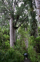 Walking Through the Kauri Forest