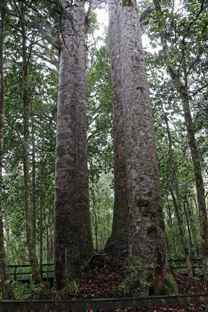 Four Sisters Kauri Trees