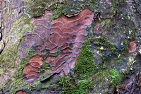 Kauri Tree Bark Detail