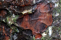 Kauri Tree Bark Detail