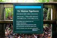 Te Matua Ngahere Tree Statistics