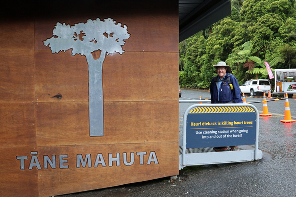 Tane Mahuta Kauri Forest Area Entrance